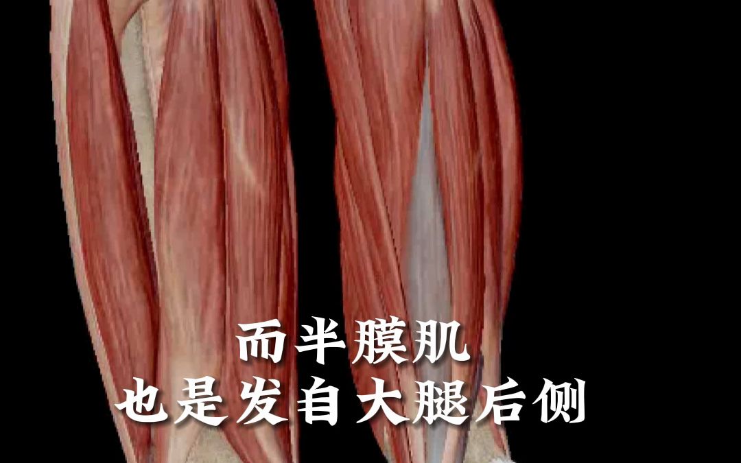 半膜肌半腱肌图片图片