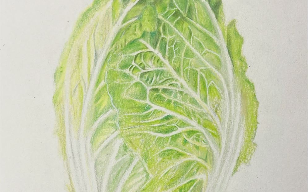 【彩铅】彩铅手绘 网友要的大白菜来了