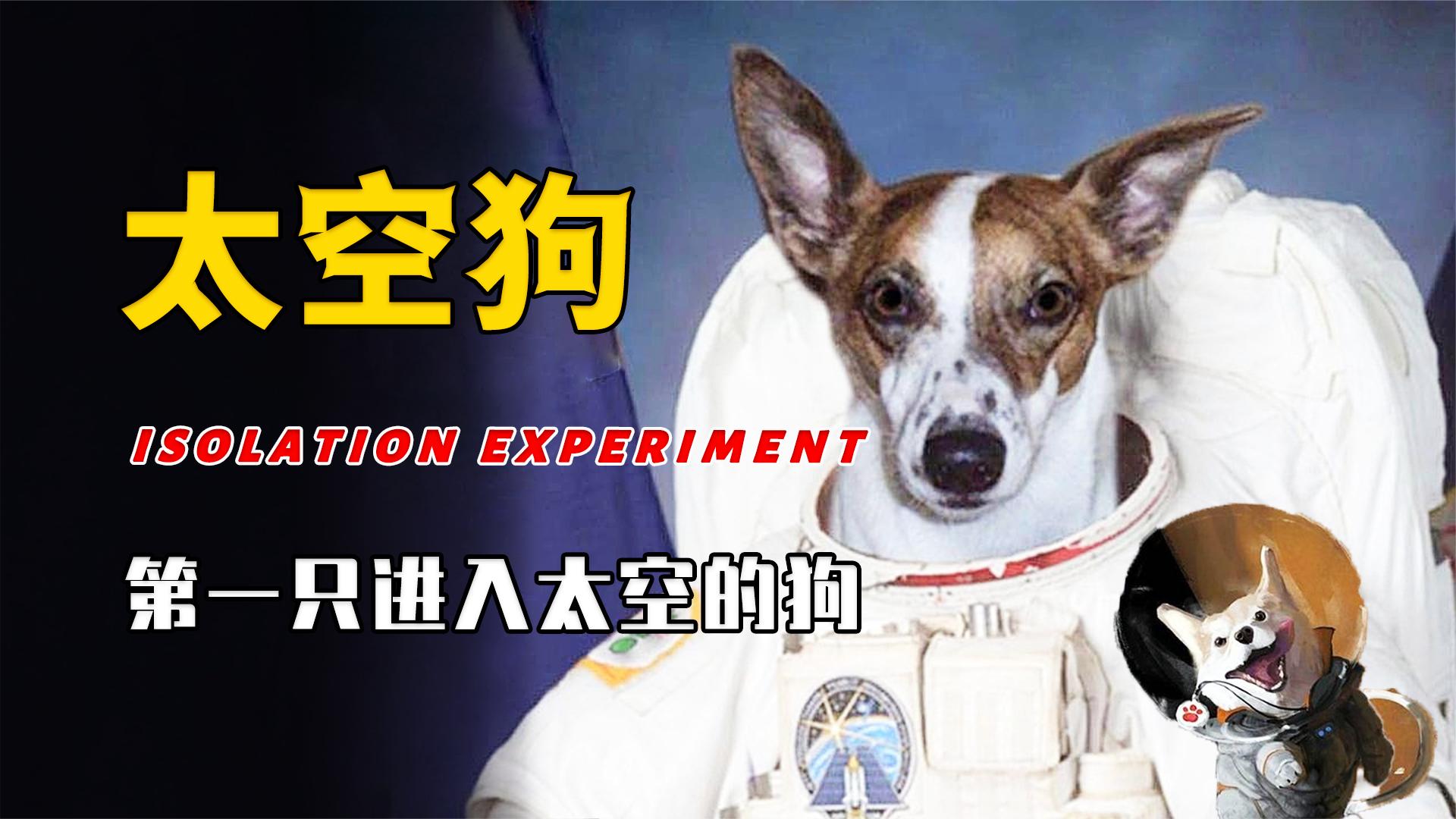 第一只进入太空的狗,在宇宙流浪了63年,人类为什么要毒死它?