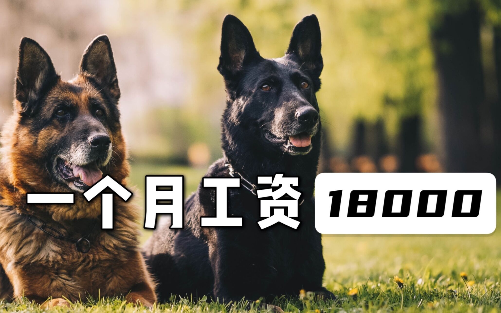 警犬一个月工资1万8,真的假的哔哩哔哩bilibili