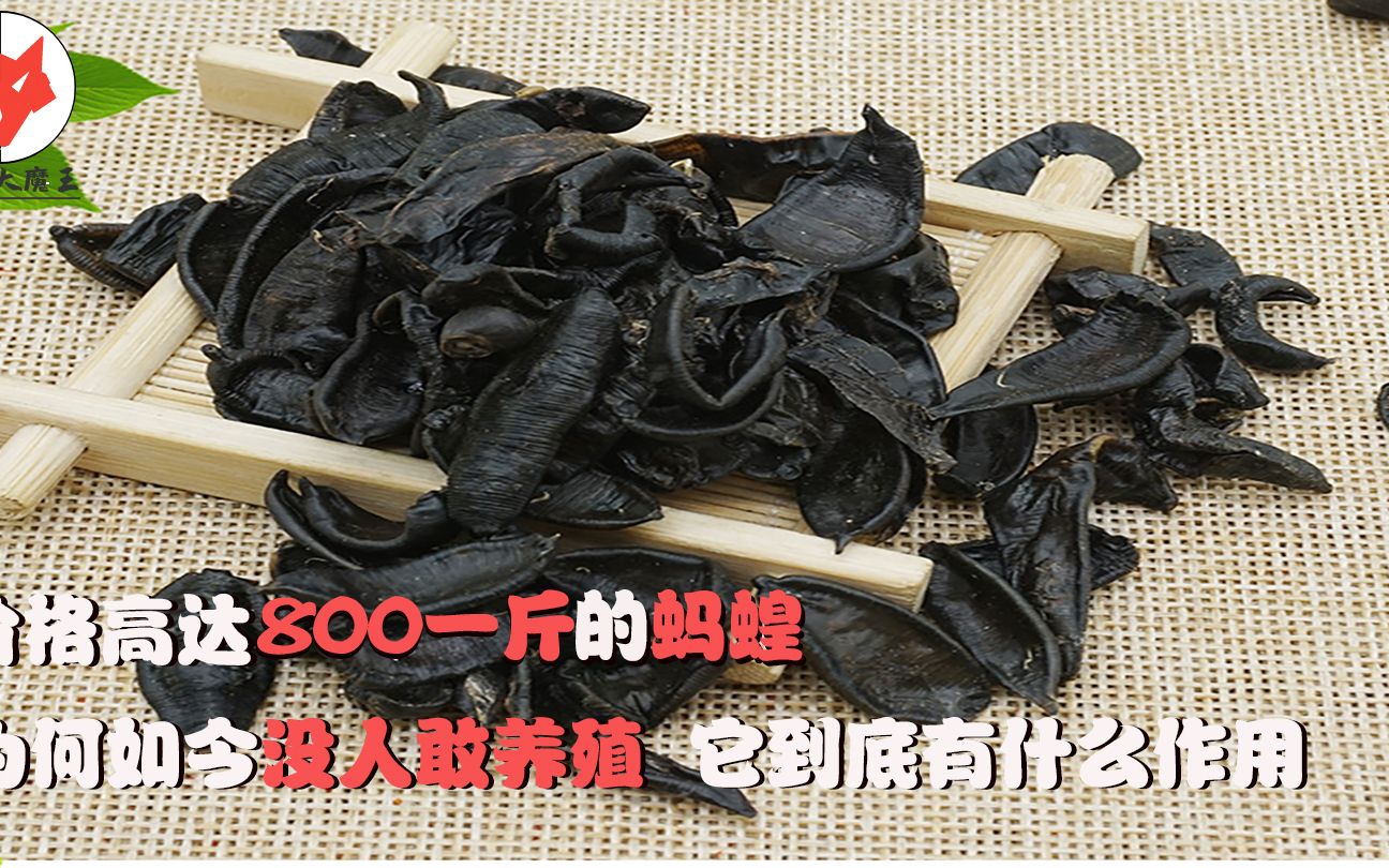 价格高达800一斤的蚂蝗,为何如今没人敢养殖?它到底有什么作用哔哩哔哩bilibili