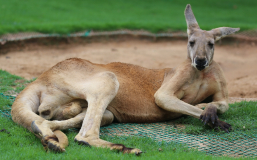 袋鼠刚子他又来了这次很温柔