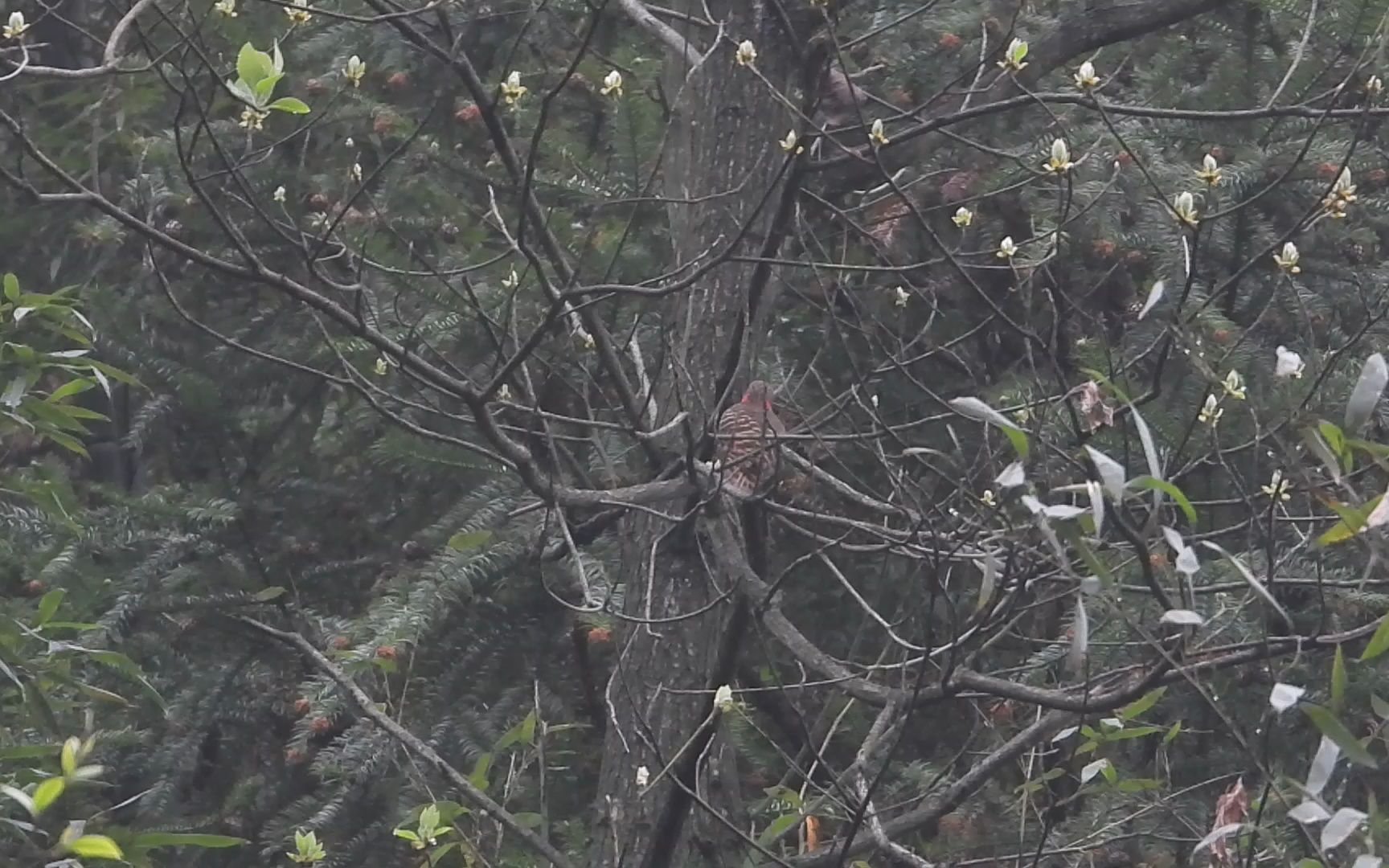 黄嘴栗啄木鸟图片