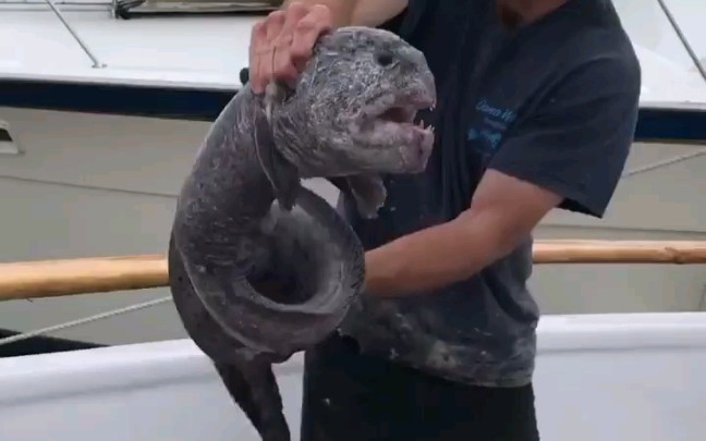 捕捉到一条成体狼鳗 wolf eel | Anarrhichthys Ocellatus_哔哩哔哩_bilibili