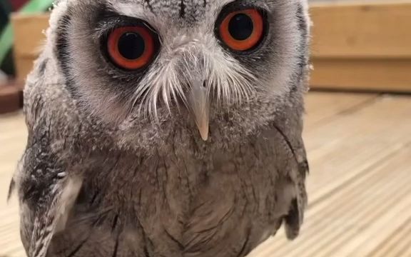 幼崽/未成年 白脸角鸮 Baby Kojo  White Faced Owl (Transformer Owl)哔哩哔哩bilibili