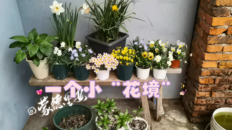 【花境】其实就是利用阳光位哔哩哔哩bilibili