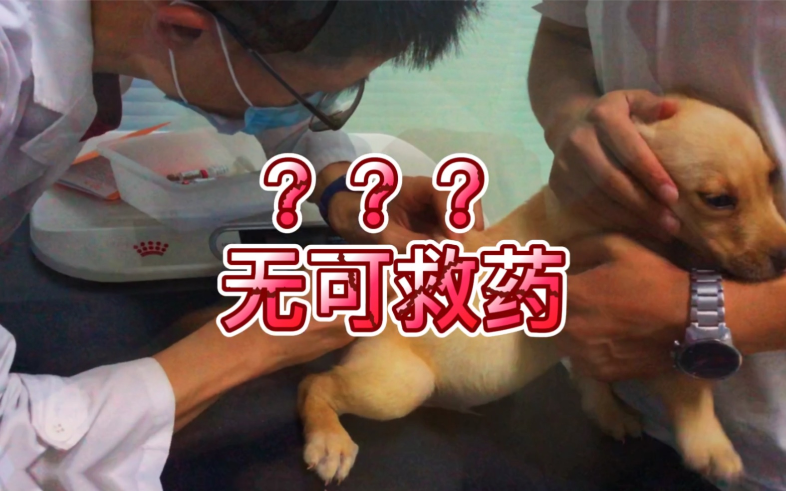 小奶狗打针内心全是戏,嚷着要再来一针!