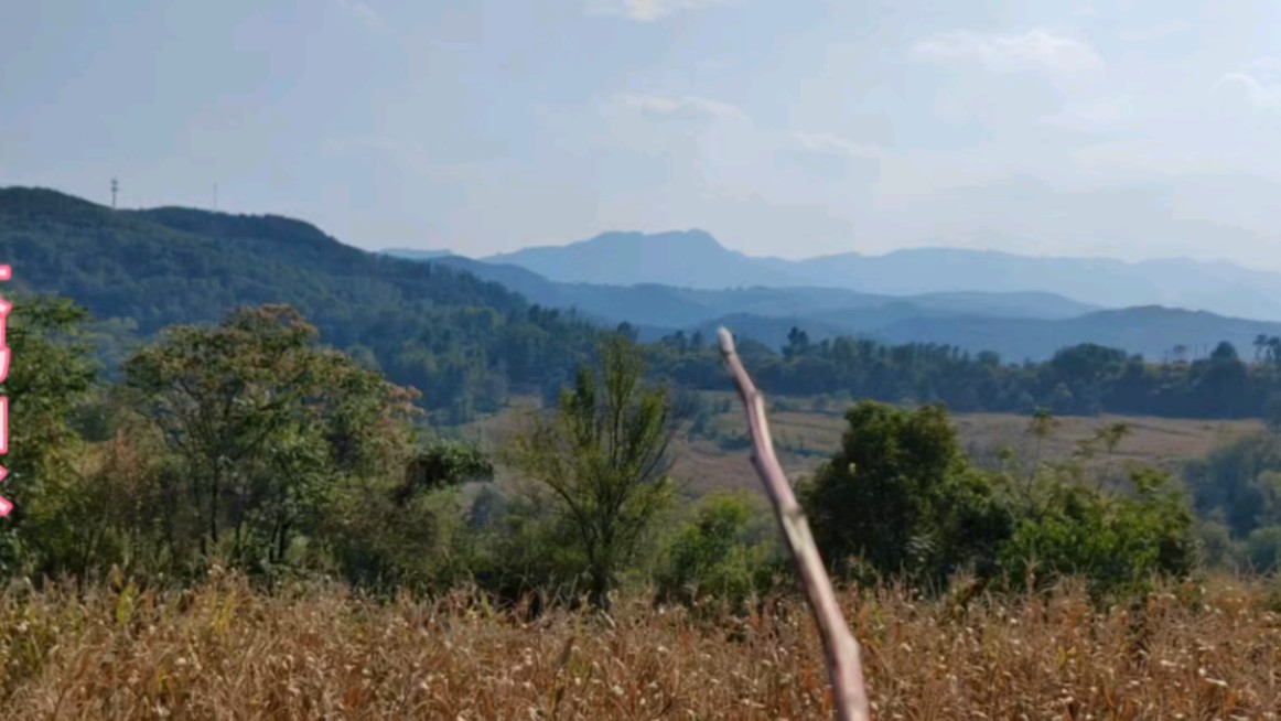 黄村满山珠,朝案层层晞.秋色绿未尽,万物生光辉.龙口含珠宝,啸饮九江水.谁人得此地,代代中高魁.哔哩哔哩bilibili