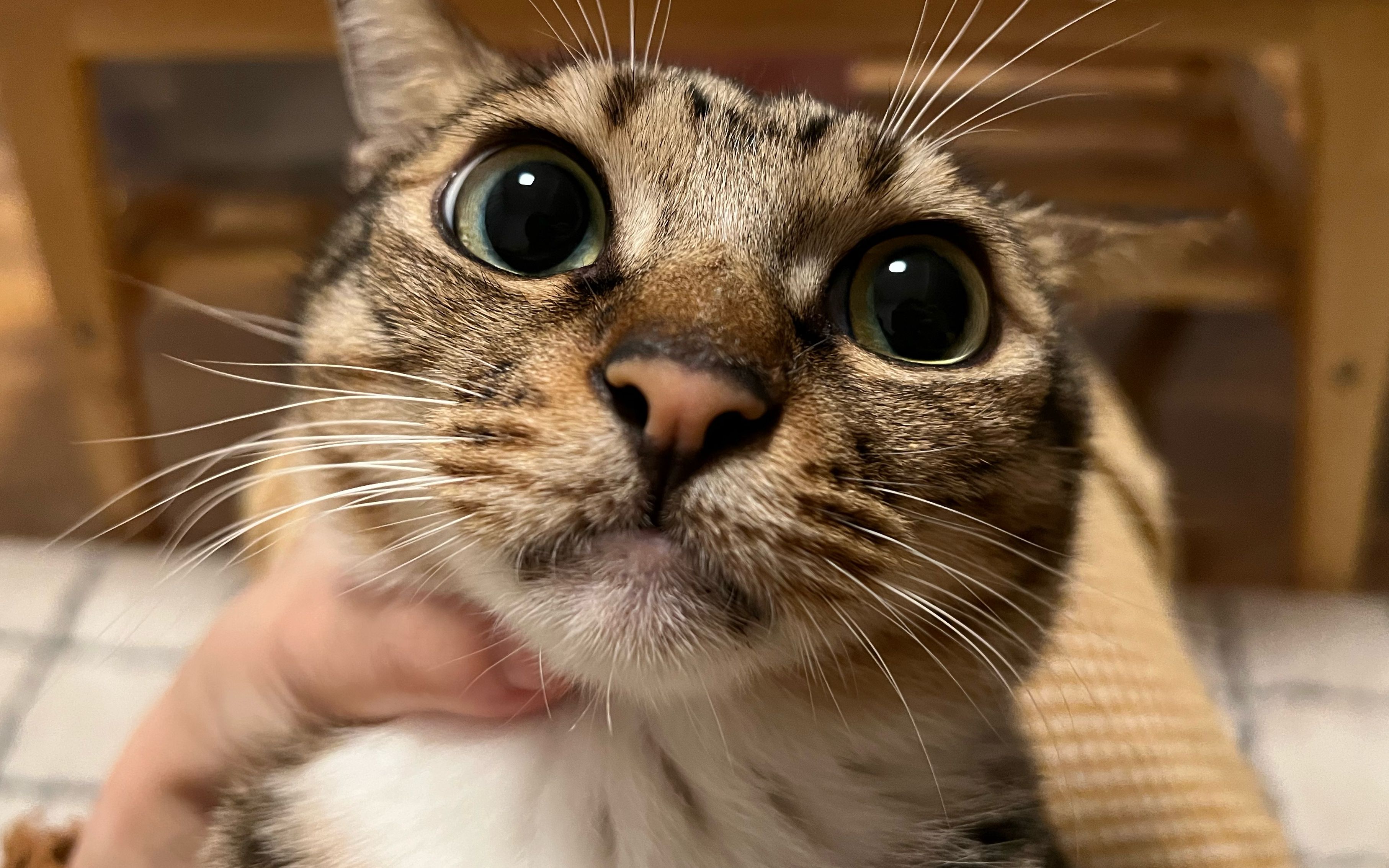 这只狸花猫能算是幼态脸吗?