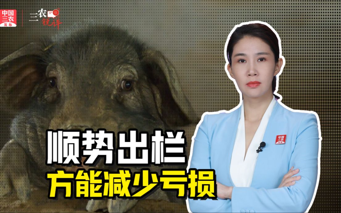 三农锐评丨猪肉价格“跌跌不休” 顺势出栏方能减少亏损哔哩哔哩bilibili