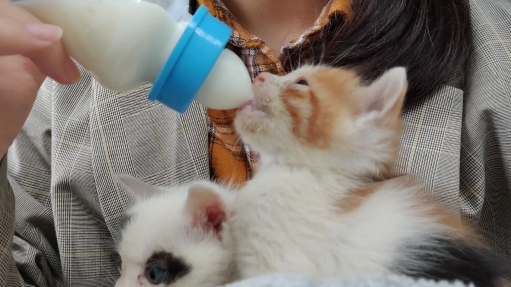 旦喵日记--吨吨吨吨吨乖乖喝奶的小奶猫最可爱