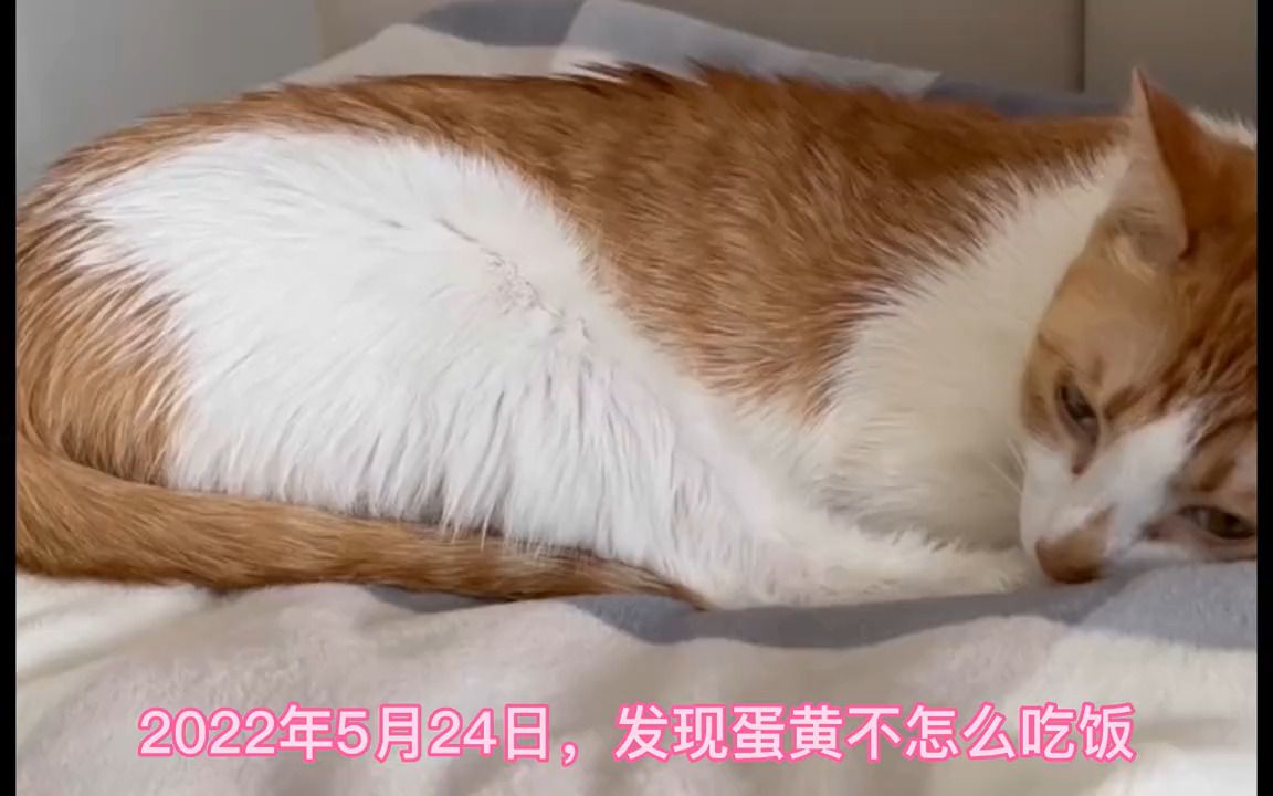 猫传腹发病 治疗全过程 橘猫 猫传腹441 猫传腹并不可怕 传腹猫康复哔哩哔哩bilibili