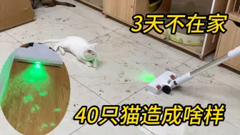 40猫家庭3天不打扫是什么样子？