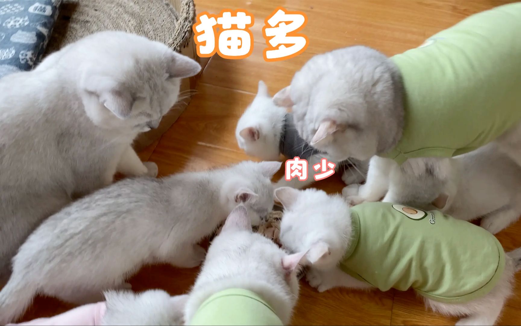 一碗肉,九只猫!猫多肉少,谁抢到算谁的!哔哩哔哩bilibili