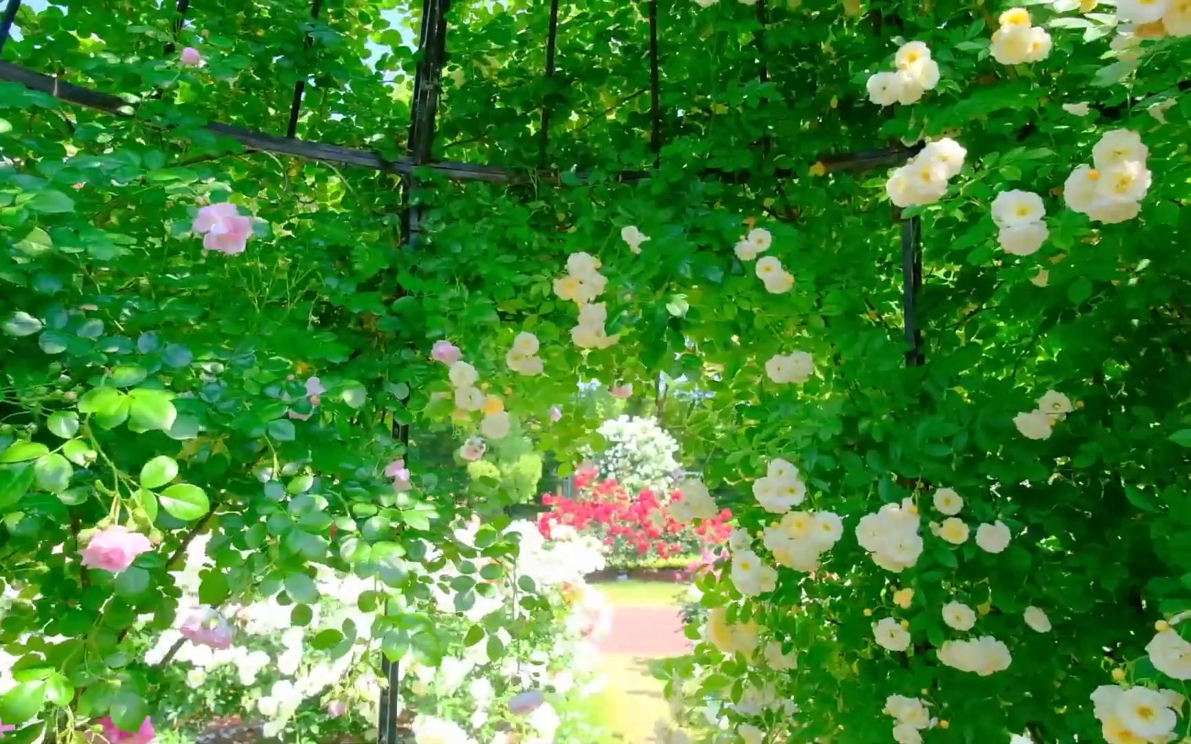 [图]【日本风景】【5月の京都府立植物園】蔷薇和梅花藻和新緑 2022