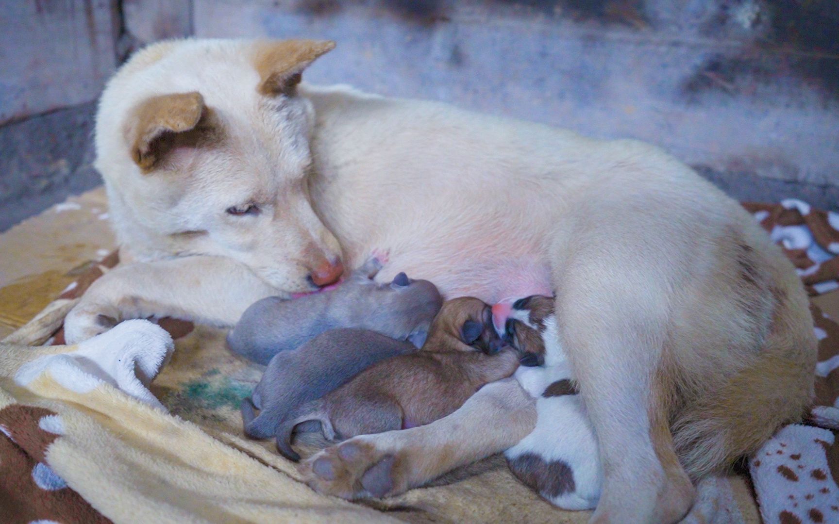 田园犬生小狗全过程心疼又感动做顿营养餐给狗狗