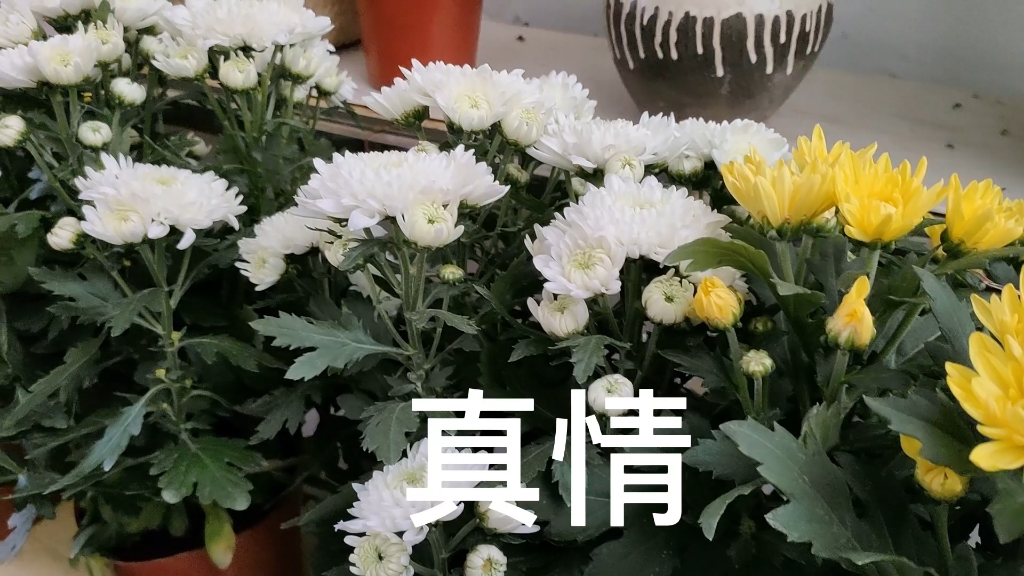 菊花花语:高洁,真情,健康.哔哩哔哩bilibili