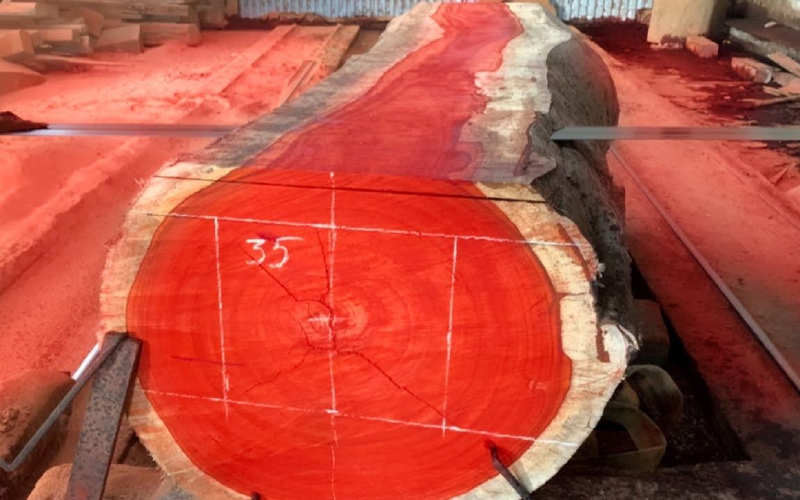 木材锯木厂 - 切割红色的巨型原木
