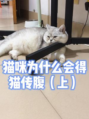 亲身经历2例治疗,参与16例治疗之后感.猫咪为什么会得猫传腹(上)哔哩哔哩bilibili