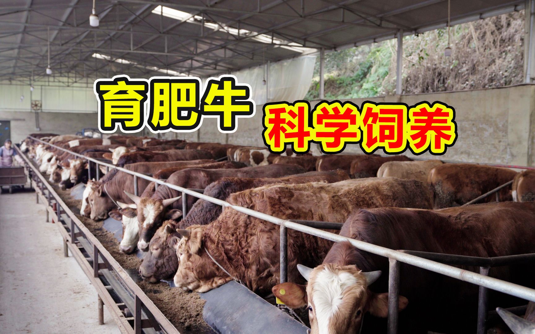 牛喂养出问题,小心吃牛肉!教你如何科学喂养刚买回来的牛哔哩哔哩bilibili