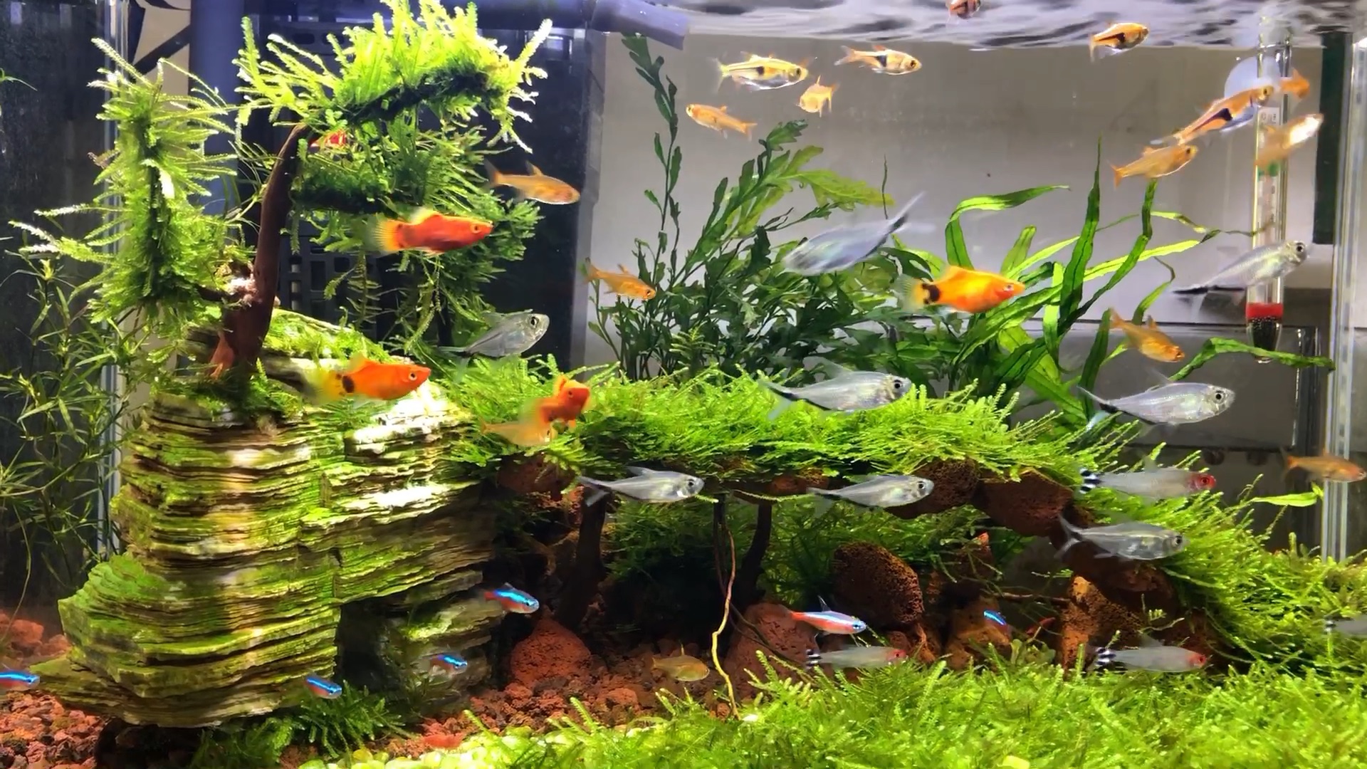 无碳草缸,高密度养鱼1个月零8天