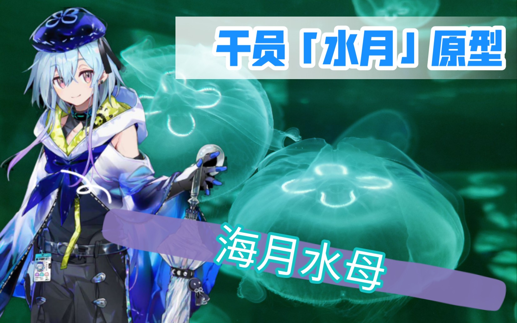 【明日方舟】干员「水月」原型「海月水母」一大罐近距离观察!