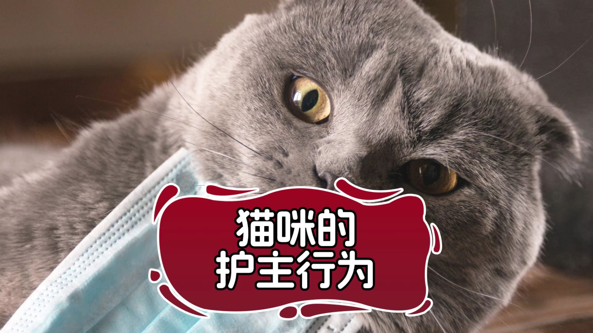 猫咪也会护主吗?会有哪些表现?哔哩哔哩bilibili