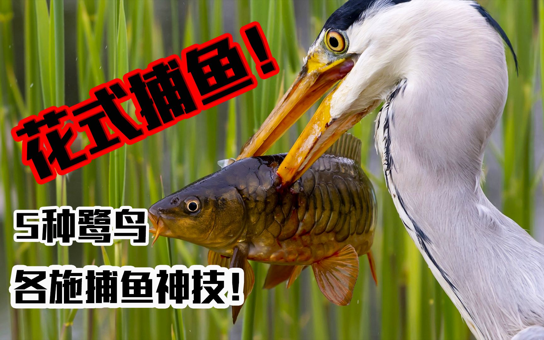 鸟儿太聪明了,花式捕鱼,绿鹭可以用虫子诱捕鱼儿