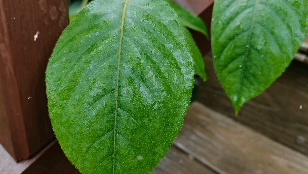 [图]秋雨寒