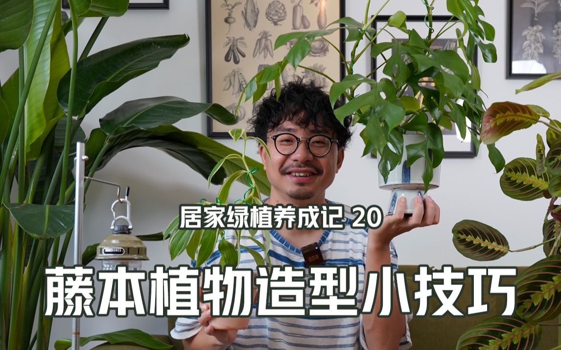 简单易学的长茎干藤本植物造型小技巧哔哩哔哩bilibili