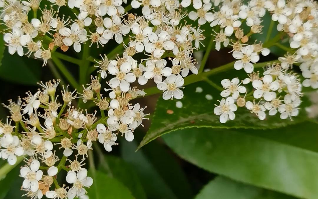 [图]#校园使者计划环保星力量 星星火植物趣味科普——石楠