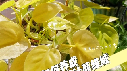 适合封闭阳台养的植物(一)必须有柠檬汁蔓绿绒哦颜值担当,也是观叶植物爱好者的一个调色植物.在绿植当中放上一盆柠檬汁,正好给你的绿植空间 加新...