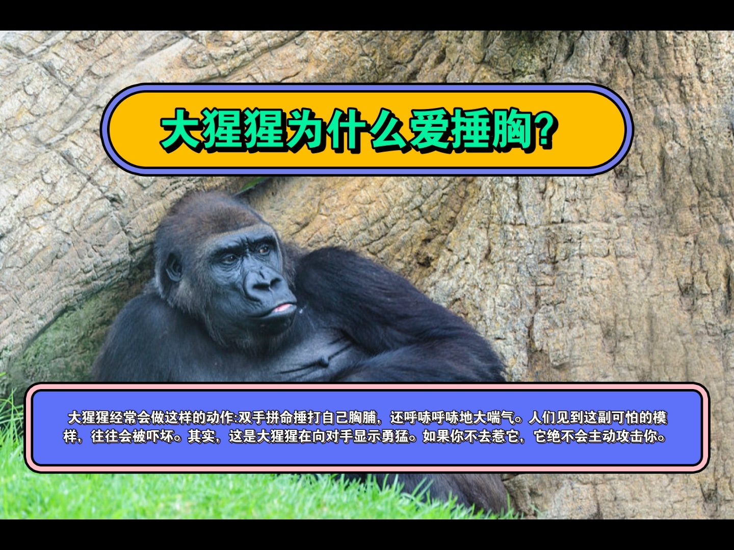 大猩猩为什么爱捶胸?