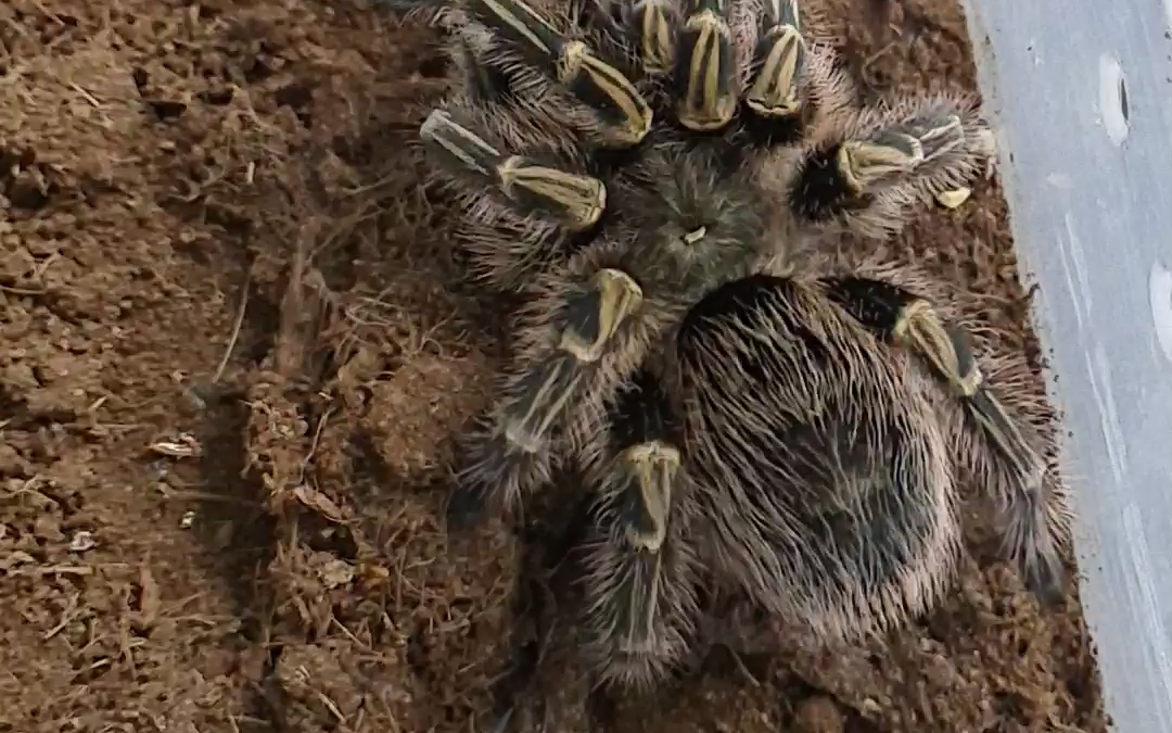 成体金直间捕鸟蛛捕食杜比亚蟑螂