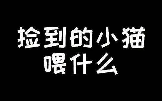 捡到的奶猫不能喂牛奶哦,可以喂这些东西哔哩哔哩bilibili