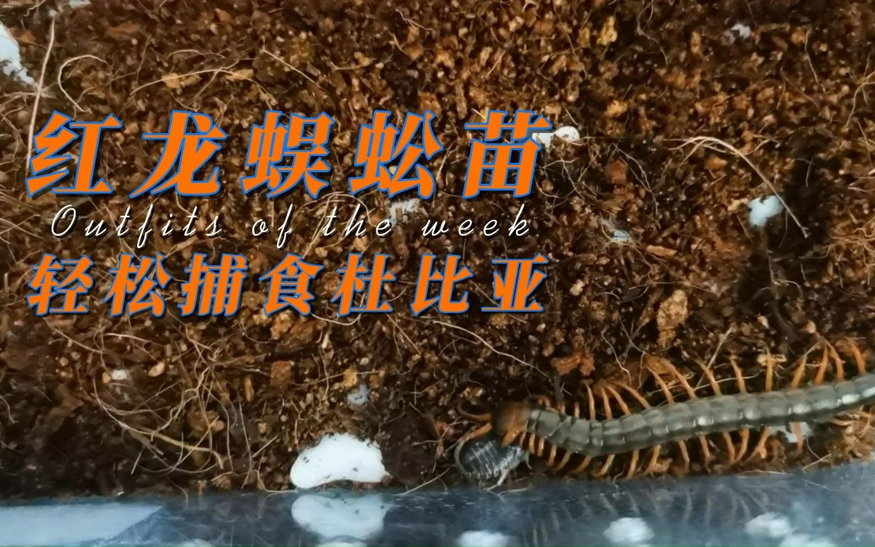 红龙蜈蚣苗子轻松捕食杜比亚