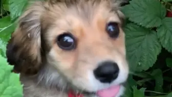小狗吃树莓