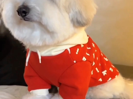 棉花面纱犬的体型特征!