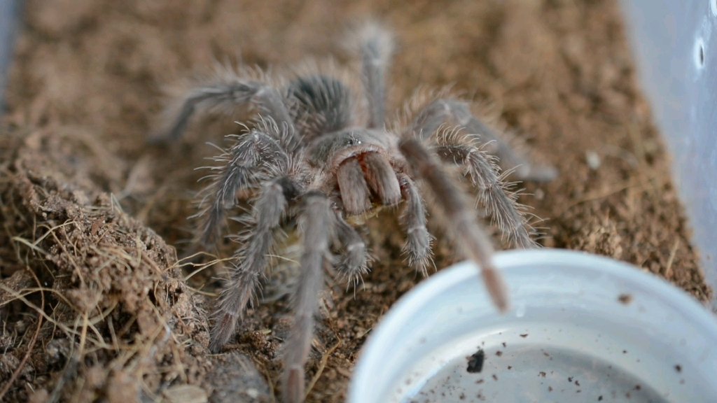 巴伊亚暗灰进食_哔哩哔哩 (゜-゜)つロ 干杯~-bilibili