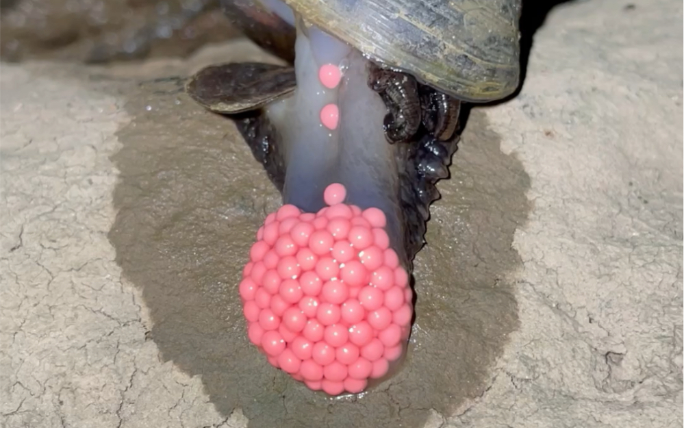 福寿螺产卵过程图片