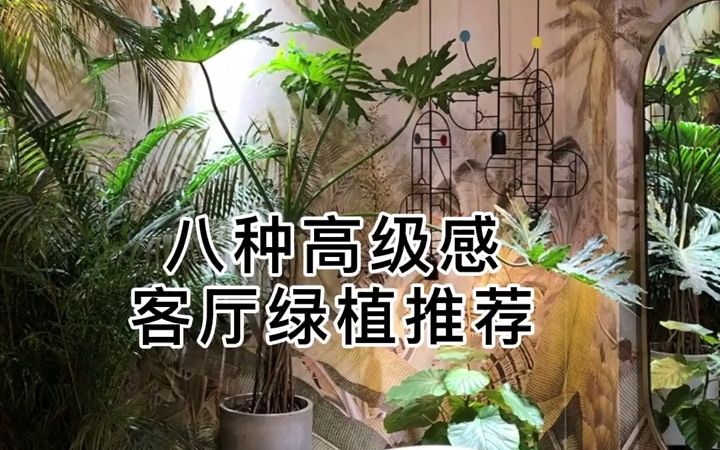 【花卉市场】八种高级感客厅绿植推荐.哔哩哔哩bilibili