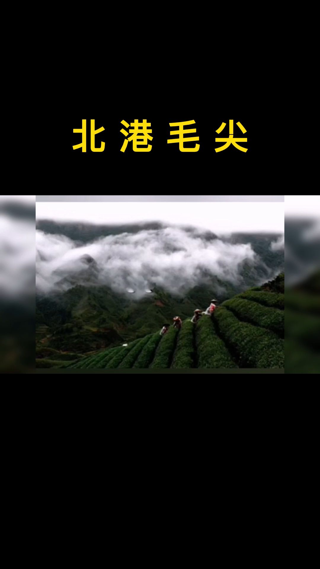 黄茶类——北港毛尖哔哩哔哩bilibili