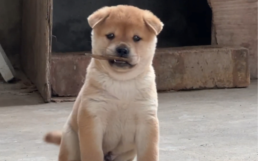 它们应该就是非常纯正的田园犬了吧,小奶狗非常可爱