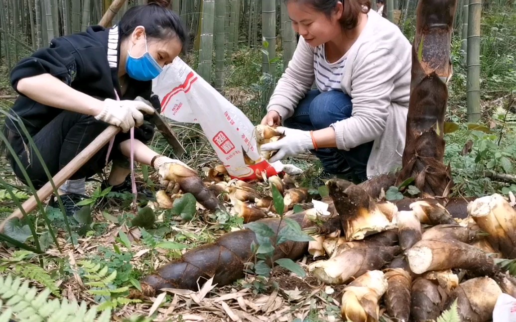 【重庆老坛酸笋】约一帮好友上山挖春笋,一个笋20斤重,农村生活好安逸