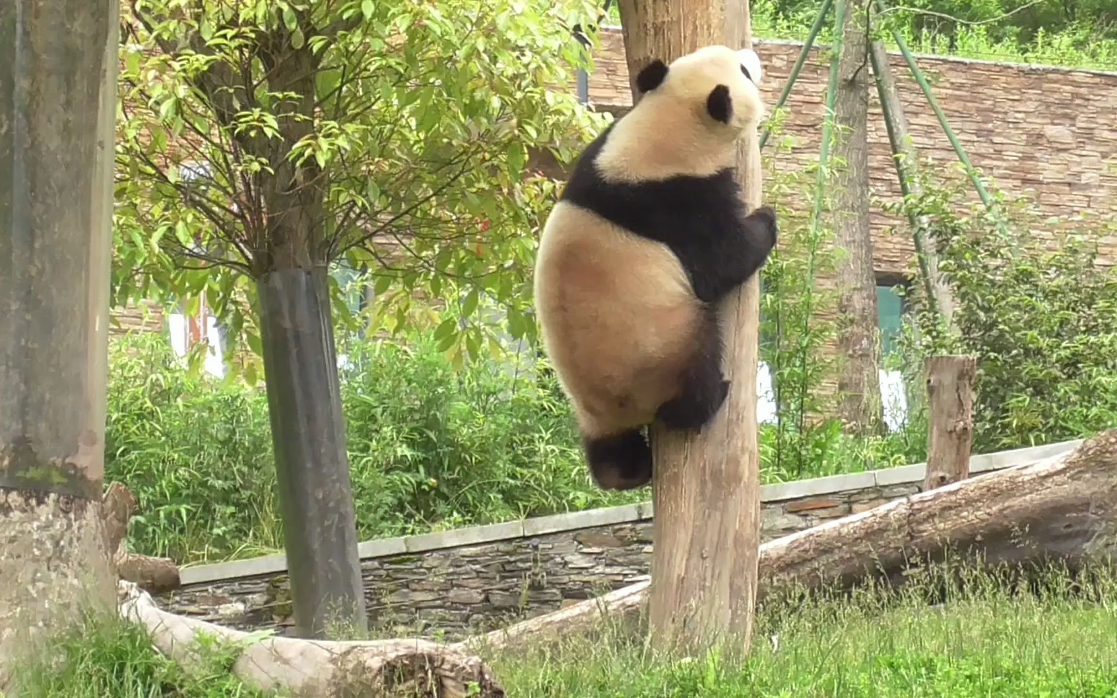 活动  大熊猫皓月:下不去了,怎么办,尴尬