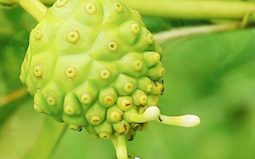 植物皇后图片