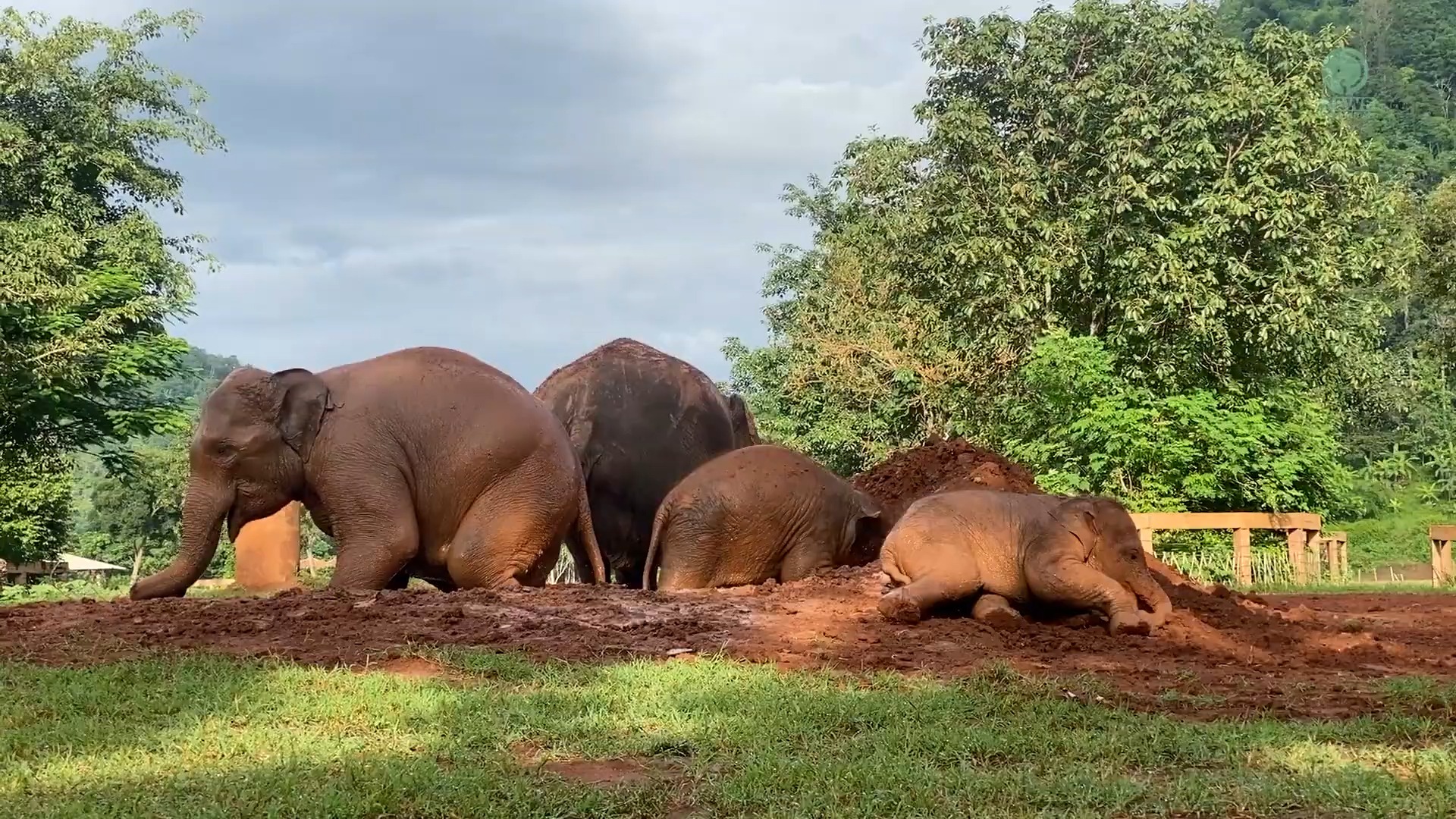 小象考虑和妈妈一起抓大象新闻