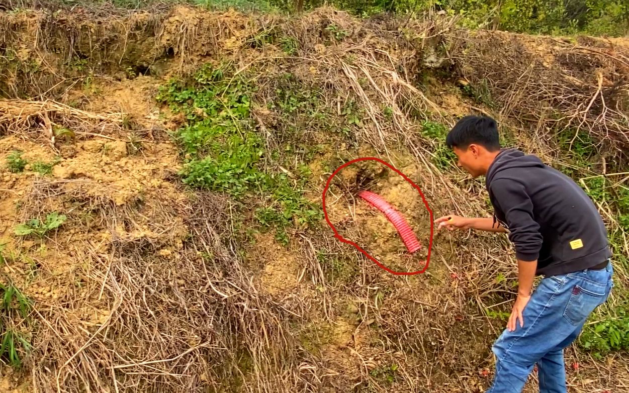 花生地里发现十几个老鼠洞,把一串鞭炮放进洞里,老鼠直接被炸晕_哔哩