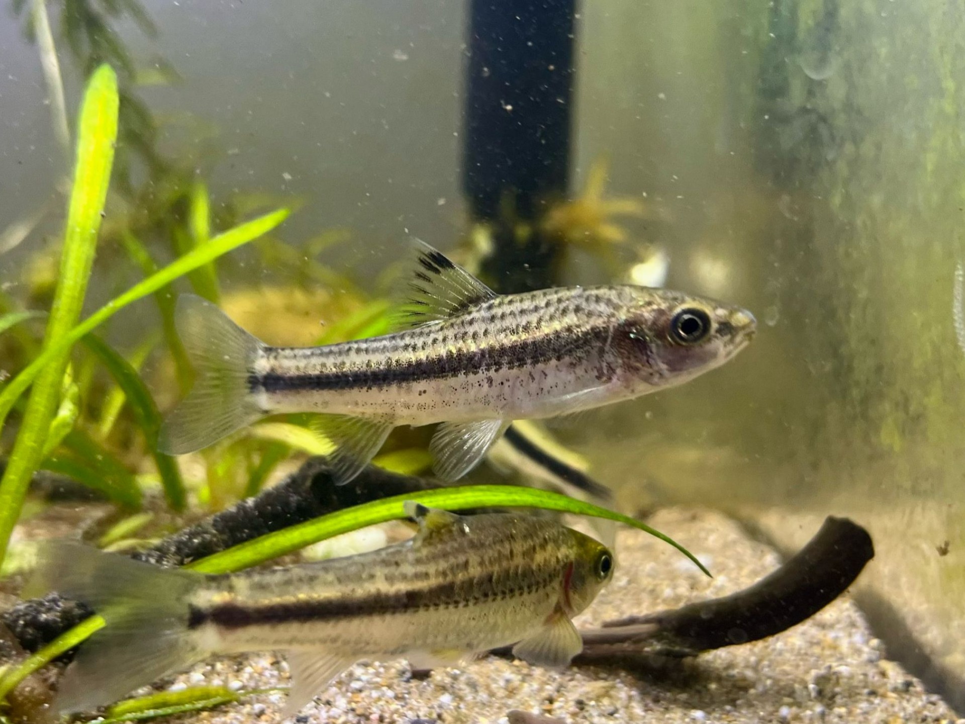 细纹颌须鮈gnathopogon taeniellus