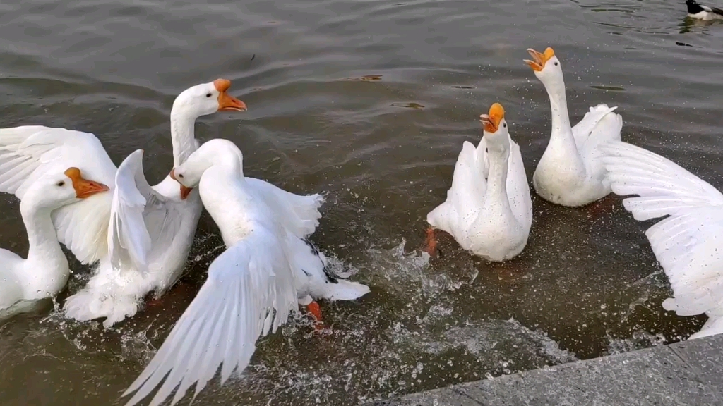 大鹅打架